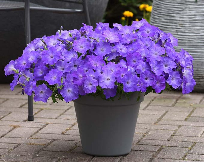Petunia Easy Wave Lavender Sky Blue ~10~ Live Plant Plugs~ Etsy