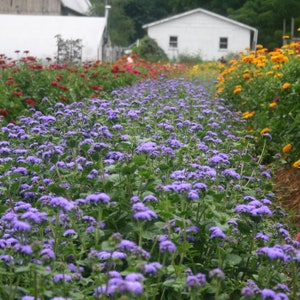 Ageratum Blue Horizon (10) Live Plant Plugs