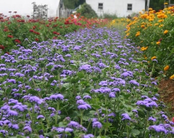 Ageratum Blue Horizon (10) Live Plant Plugs
