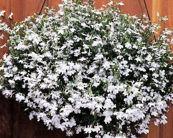 Lobelia Regatta White Trailing Lobelia (10) Live Plant Plugs