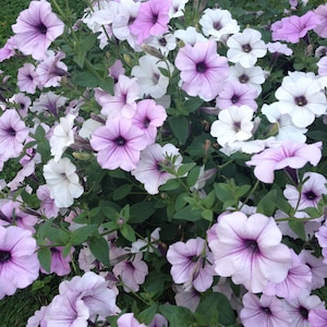 Petunia Tidal Wave SILVER~8~ Live Plant Plugs~