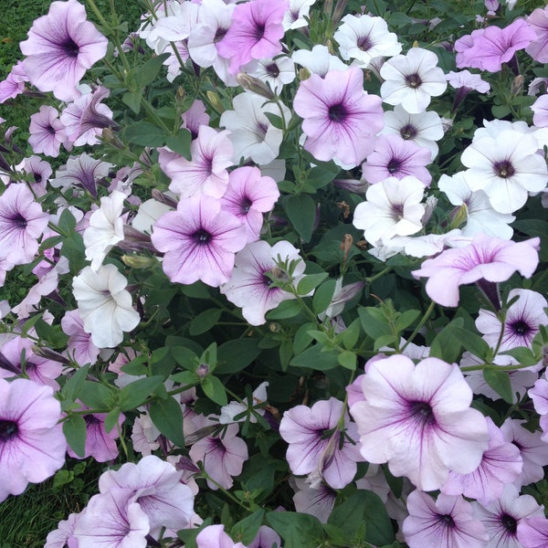 Petunia Tidal Wave SILVER (6) Live Plant Plugs