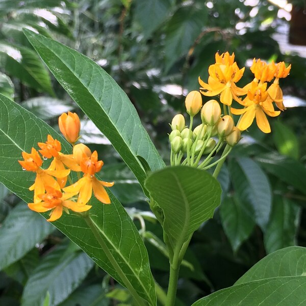 Silky Gold Tropical Milkweed (6) Live Plant Plugs