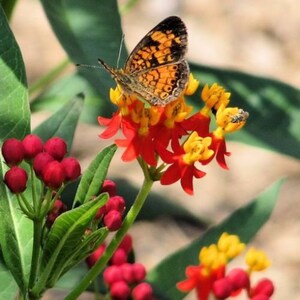 Silky Deep Red Tropical Milkweed (6) Live Plant Plugs