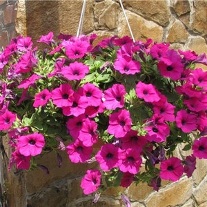 Petunia Wave Purple (10) Live Plant Plugs