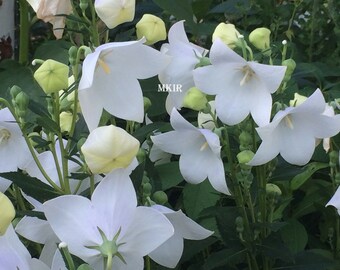 Platycodon Sentimental White (BALLOON FLOWER) (10) Live Plant Plugs