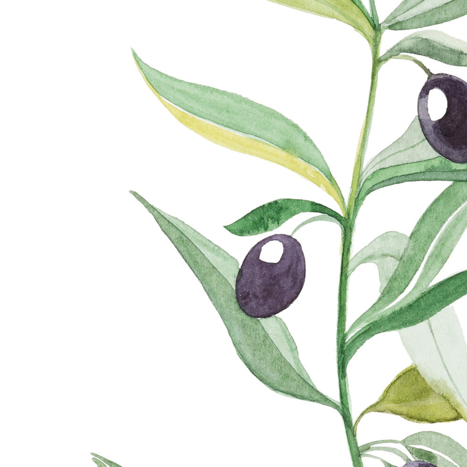 Olive Branch Decor Olive Wall Art Botanical Wall Art Etsy