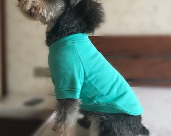 May include: A small, black and gray dog wearing a turquoise blue short-sleeved shirt. The dog is sitting on a white surface.