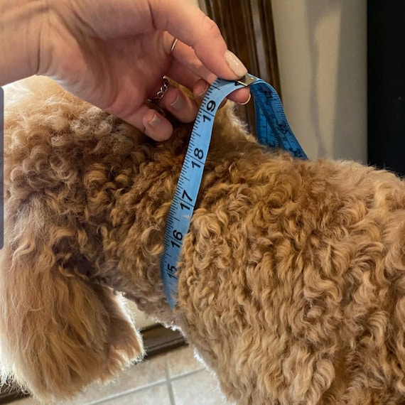 satin poodle collars