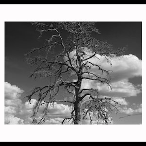 The Hickory Tree of Grapeland, Texas - A 20&quot; x 16&quot; Black and White Photograph