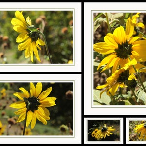 Sonnenblumen Los Rios Ranch - eine fünf 7 "x 5" leere, Bi-Fold Hinweis Kartensammlung.