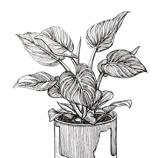 Philo Birkin Plant Ink Drawing Print