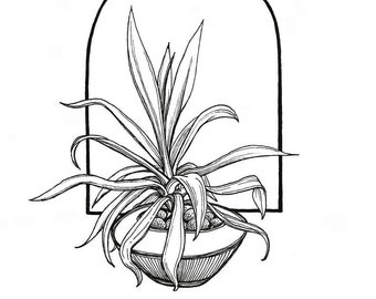 Agave Plant Ink Drawing Print