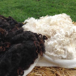 100grams  Natural White  Wensleydale Fleece