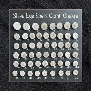 May include: A collection of 53 Shiva Eye Shells, or Gomti Chakras, presented on a black background. Each shell is numbered and features a spiral design. The text "Shiva Eye Shells Gomti Chakra" is displayed above the shells.