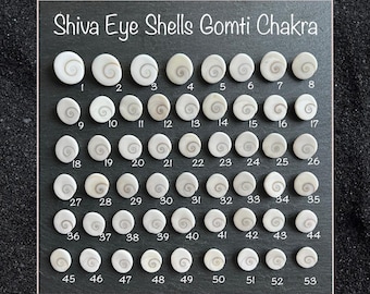 Conchiglie a forma di occhio di Shiva Gomti Chakra da 14 a 22 mm (misure nella descrizione)