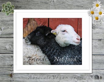 Photograph of two sheep with animal rights message "Friends. Not food."