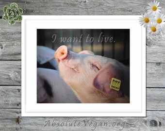 Pig photograph with animal rights message "I want to live."