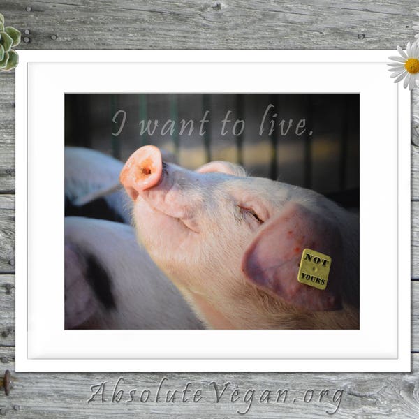 Pig photograph with animal rights message "I want to live."