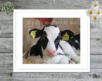 Calf photograph with animal rights message "My life matters to me."