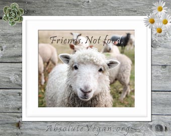 Sheep photograph with animal rights message "Friends. Not food."