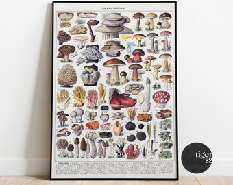 Vintage Botanical Mushroom Fungi Poster Print Adolphe Millot Illustrations, Champignons