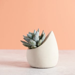May include: A small succulent plant in a white ceramic planter shaped like a teardrop. The planter is sitting on a white surface with a peach colored wall in the background.