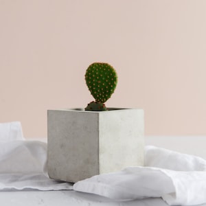 Può includere: Una piccola pianta di cactus verde con puntini arancioni che cresce in un vaso quadrato di cemento grigio. Il vaso è appoggiato su un panno di lino bianco.