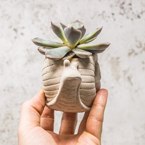 May include: A succulent plant in a grey ceramic snail planter. The planter has a textured surface and a detailed snail design.