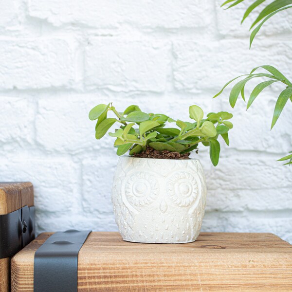 Betonnen Uil Succulent Houder || Miniatuur Uilvormige Betonnen Plantenpot