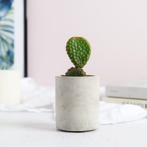 Concrete Plant Pot Indoor Concrete Cactus Plant Pot Succulent Planter Indoor Concrete Planter Cactus Plant Gift Tall Pot