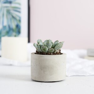 Concrete Plant Pot Indoor Concrete Cactus Plant Pot Succulent Planter Indoor Concrete Planter Cactus Plant Gift Small Pot