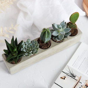 Könnte beinhalten: Ein Beton-Pflanztopf mit fünf kleinen Sukkulenten und Kakteen. Der Topf ist grau und hat eine rechteckige Form. Die Sukkulenten sind grün und haben unterschiedliche Formen und Größen.