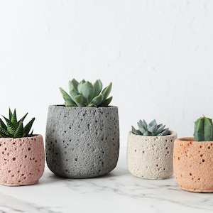 Könnte beinhalten: Vier kleine Sukkulenten in Töpfen in verschiedenen Farben. Die Töpfe sind aus einem strukturierten Material, das Beton ähnelt. Die Sukkulenten sind in verschiedenen Grüntönen.