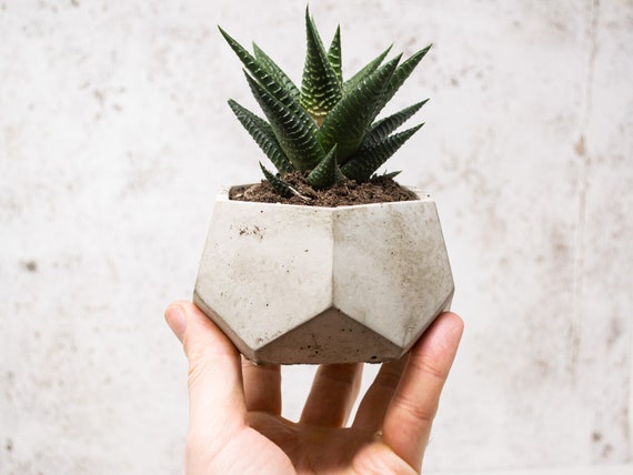 Fioriera moderna in cemento per piante grasse e cactus, arredamento boho per la stanza - Italia