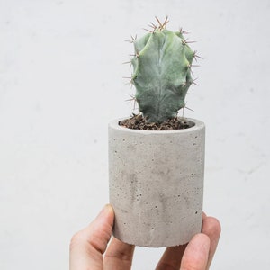 Concrete Plant Pot Indoor Concrete Cactus Plant Pot Succulent Planter Indoor Concrete Planter Cactus Plant Gift image 5