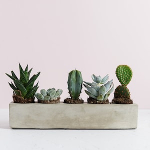 5 Plant Concrete Planter, Minimal indoor plant pot with space for 5 cacti or succulents