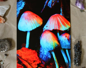 Curious Mushrooms - Illustration Art Print - Fungi, Surreal, Home Decor, Psychedelic Art