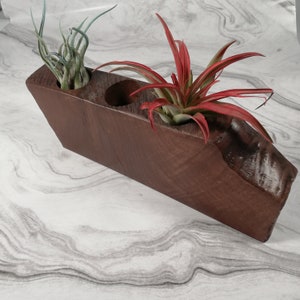 May include: A dark brown wooden planter with three separate compartments, each containing a different type of air plant. The planter has a unique, asymmetrical shape and a smooth, polished finish.