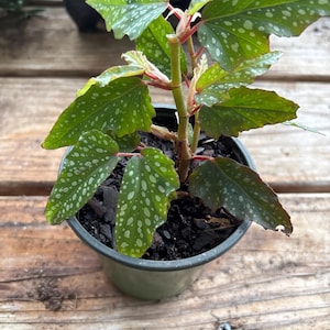 Begonia maculata- Polka dot angel wing begonia  live rooted plant