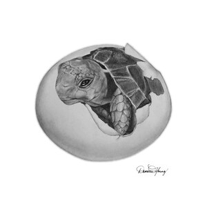 May include: A black and white pencil drawing of a baby turtle hatching from an egg. The turtle is partially out of the egg, with its head and front legs visible. The drawing is signed "Renee Young" in the bottom right corner.