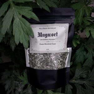 1oz. Dried Mugwort (Artemisia vulgaris)