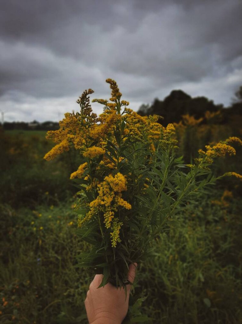 2oz. Goldenrod Healing Salve Etsy