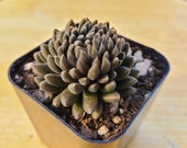 Sinocrassula yunnanesis, Chinese Jade plant, succulent, live plant