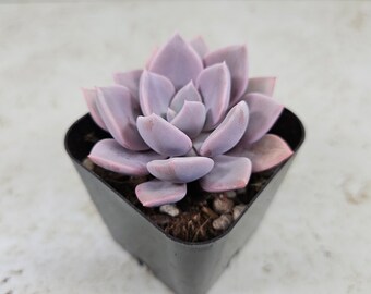 Graptoveria "Debbie," succulent, live plant