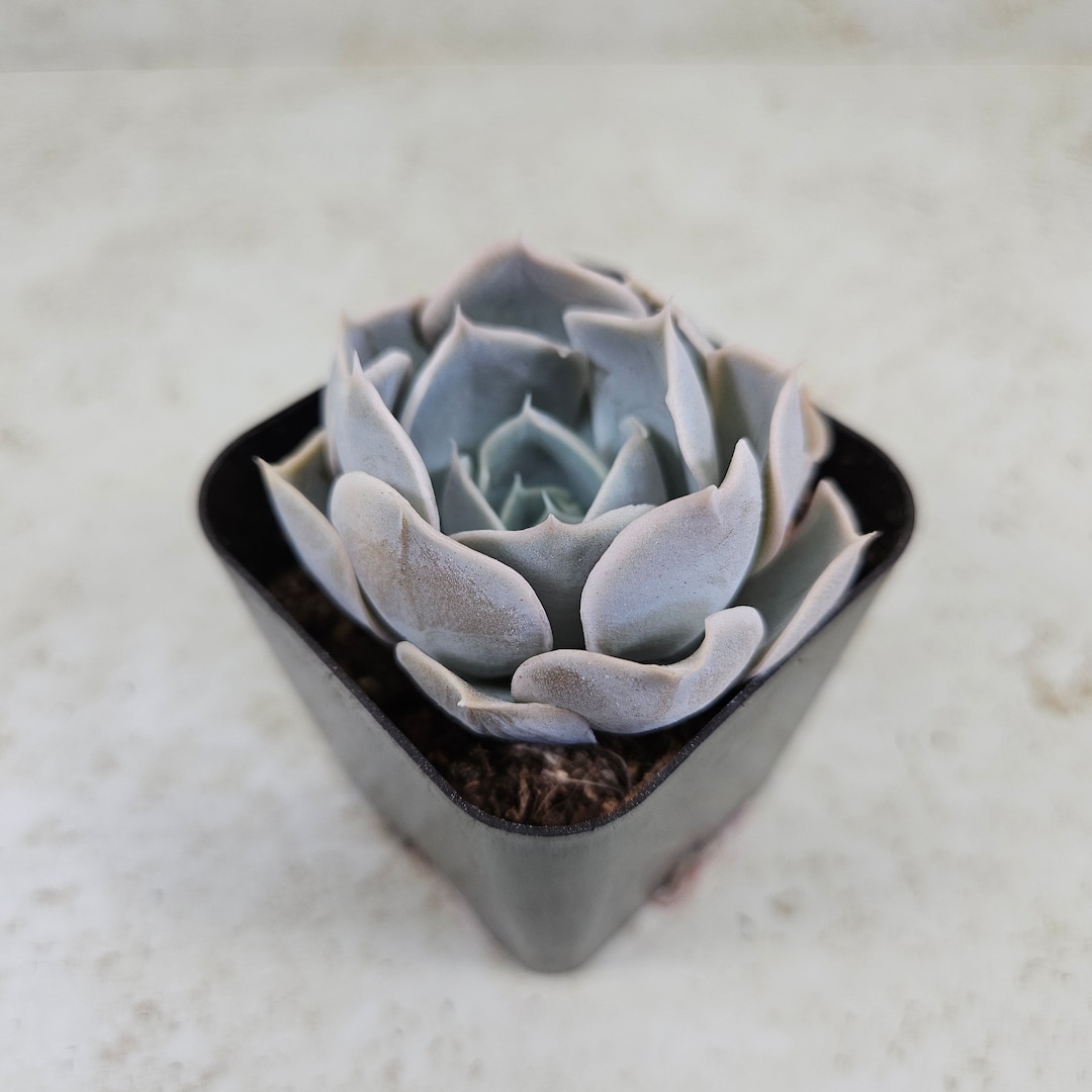 Echeveria Heart's Delight - Suculenta Con Amor