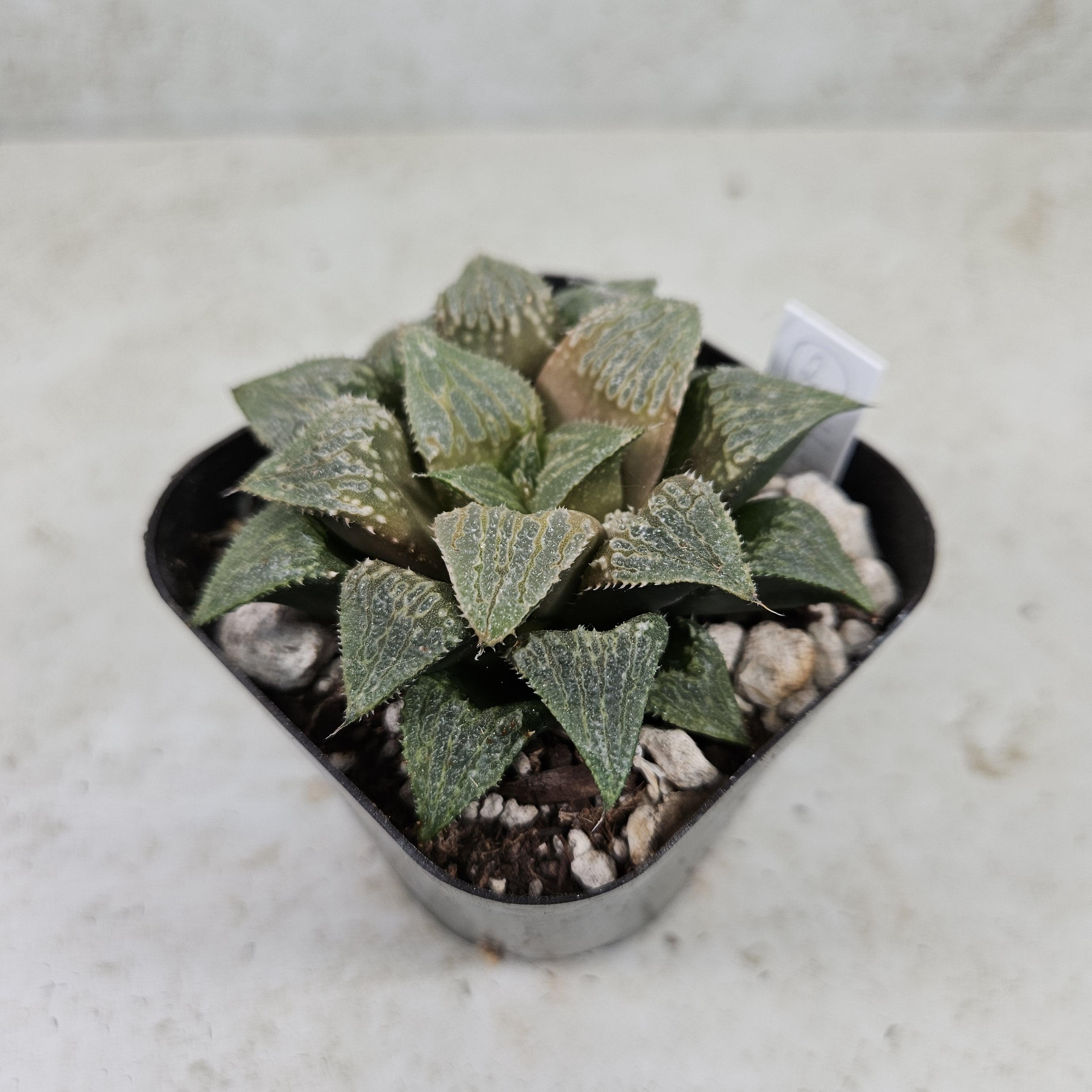 Renny's Haworthia - Etsy