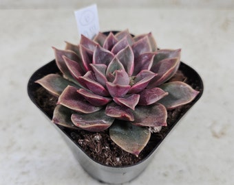 Korean Echeveria "Mina" #6, succulent, live plant