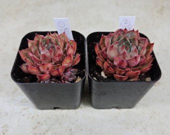 Korean Echeveria "Pink Stella," succulent, live plant