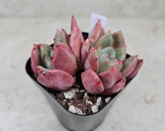 Korean Echeveria "Champagne" #2, succulent, live plant